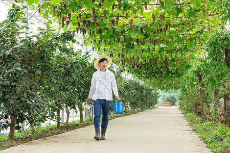 水果种植园里的果农手拎水桶高清图片