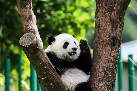 中国国宝大熊猫爬树四川熊猫保护基地高清图片素材