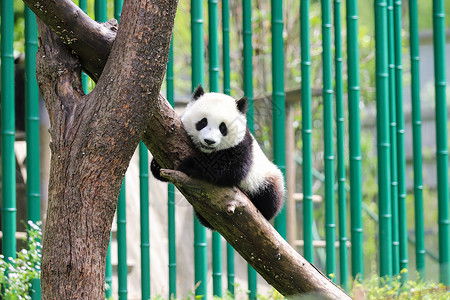 戴眼镜熊猫中国国宝大熊猫爬树背景