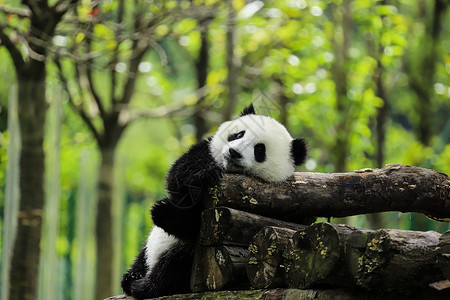 扩展的保护可爱的中国国宝大熊猫背景