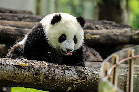 可爱的中国国宝大熊猫野外高清图片素材