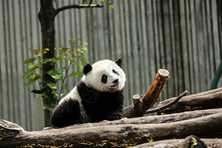 可爱的国宝大熊猫背景图片