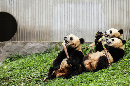 中国竹子国宝大熊猫吃竹子背景