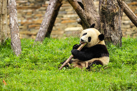 中国竹子国宝大熊猫吃竹子背景