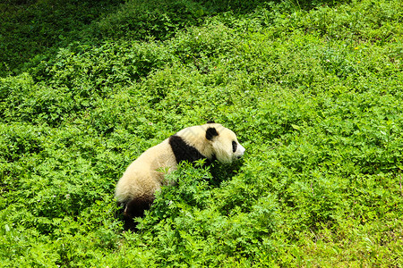 中国国宝大熊猫活动高清图片素材