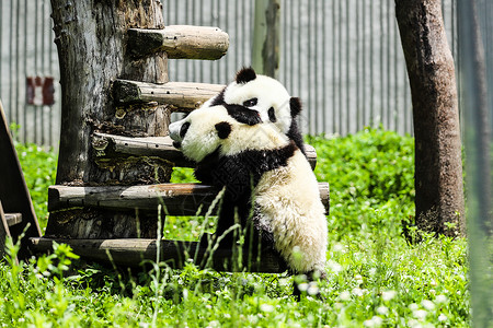 中国国宝大熊猫玩耍卧龙自然保护区高清图片素材