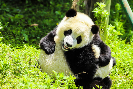 中国国宝大熊猫玩耍高清图片