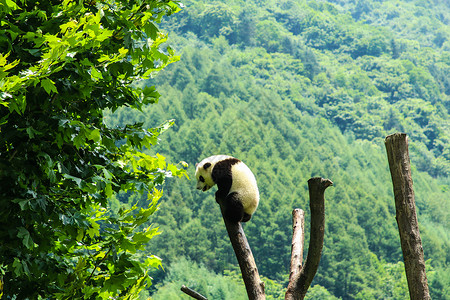 中国国宝大熊猫爬树卧龙自然保护区高清图片素材