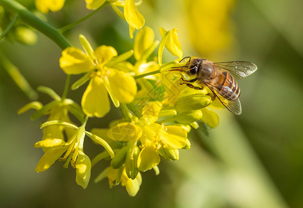 黄色蜂浆蜜蜂微距背景