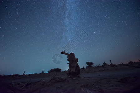新疆塔克拉玛干沙漠枯死胡杨背景图片