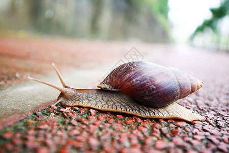 蜗牛背景图片