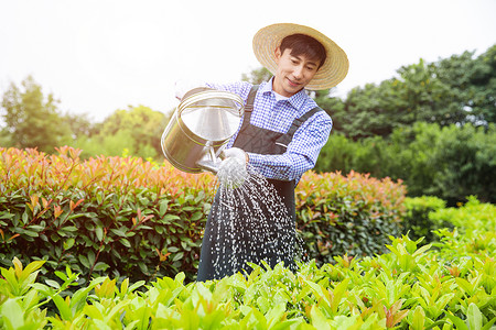 农场园丁提水桶为植物浇水背景