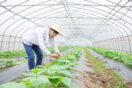 农民蔬菜大棚里干农活背景