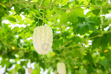 蔬菜大棚里的苦瓜背景图片