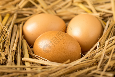 养鸡场里母鸡下的新鲜鸡蛋背景