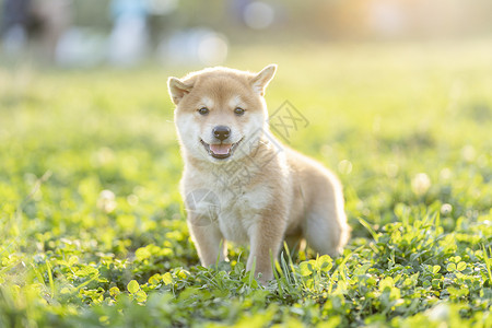 夕阳下可爱的柴犬宝宝和妈妈背景图片