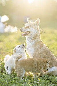 宠物和宝宝夕阳下可爱的柴犬宝宝和妈妈背景