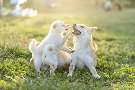 宠物和宝宝夕阳下可爱的柴犬宝宝和妈妈背景