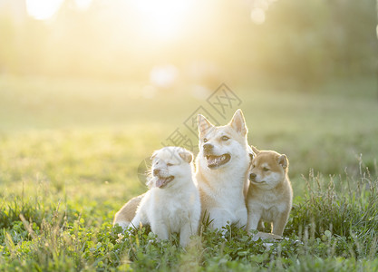 宠物和宝宝夕阳下可爱的柴犬宝宝和妈妈背景