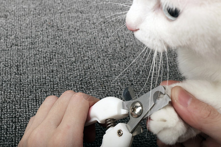 宠物猫猫剪指甲图片