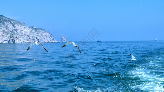 大长岛海鸥在大海中翱翔背景