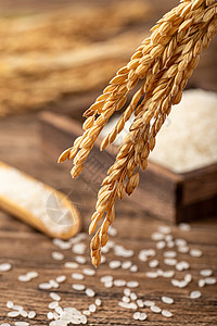 大米种植五常大米稻子穗特写拍摄背景