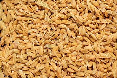 平铺的成熟黄色稻子健康高清图片素材