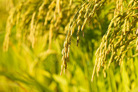 珍惜粮食水稻广告素材图片