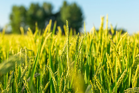 秋天稻子绿色水稻农作物背景