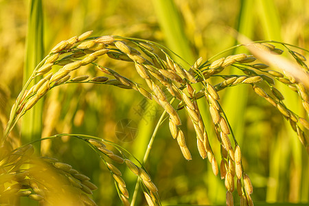 特写水稻农作物丰收图片