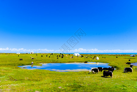 奶牛图文青海湖畔背景