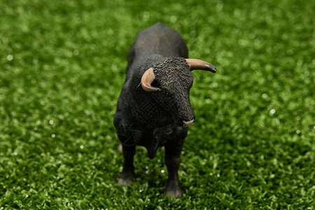 黑牛站在草地上正面背景图片