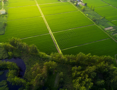 丰收麦田丰收季农田风光背景