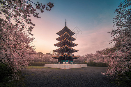 武汉东湖樱花园风光图片