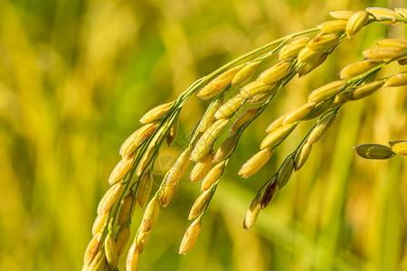 特写拍摄即将成熟的水稻背景图片