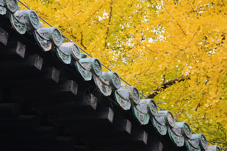 宜兴大觉寺北京西山大觉寺秋色背景