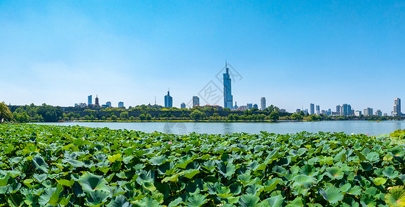 南京玄武湖夏日城市天际线背景图片