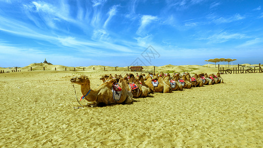 骆驼祥子素材内蒙古库布其沙漠秋季景观背景