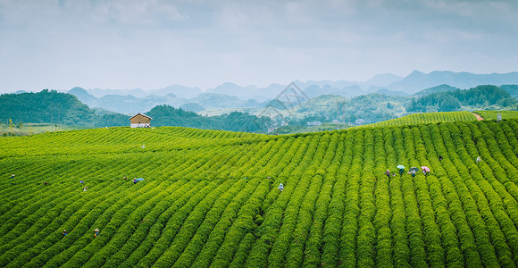 茶叶种植园摄影茶园高清摄影图片背景