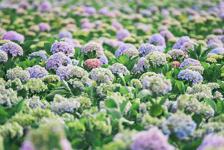 洋绣球花绣球花高清摄影图片背景