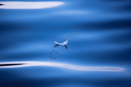 羽毛漂在水面摄影图片高清图片