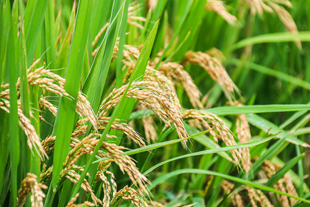 秋天丰收的稻米田谷物高清图片素材