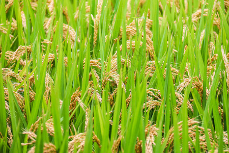 秋天丰收的稻米田谷物高清图片素材