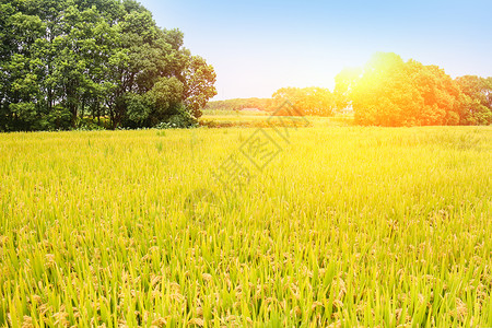 秋天丰收的稻米田农产品高清图片素材