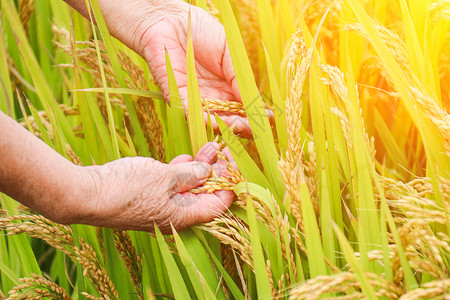 秋天丰收的稻米田自然高清图片素材