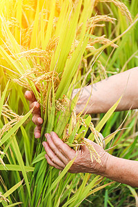 秋天丰收的稻米田高清图片