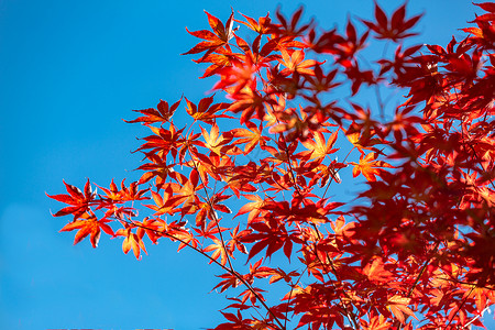 深秋的红叶背景图片