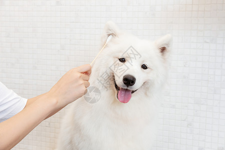 宠物美容师广告宠物美容师为萨摩耶清洁耳朵背景