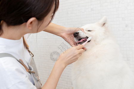 牙齿清洁宠物美容师为萨摩耶清洁牙齿背景