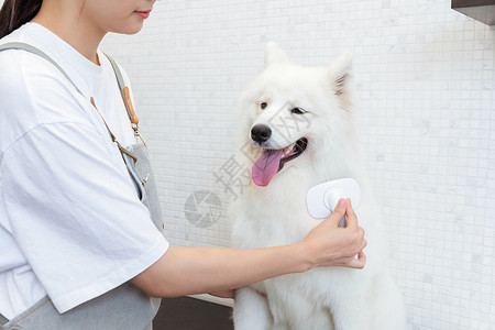 宠物美容师为萨摩耶修剪长毛背景图片